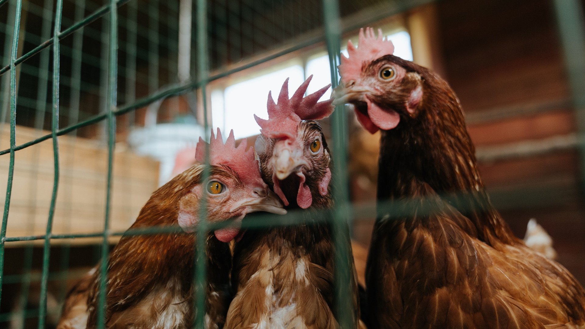 开云kaiyun-德甲裁判判罚一致性模型中的语境变量影响因素分析