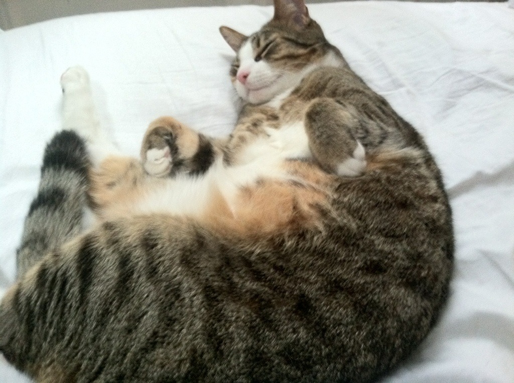 意甲裁判吹罚尺度变化对犯规判罚趋势的统计分析,意甲足球裁判