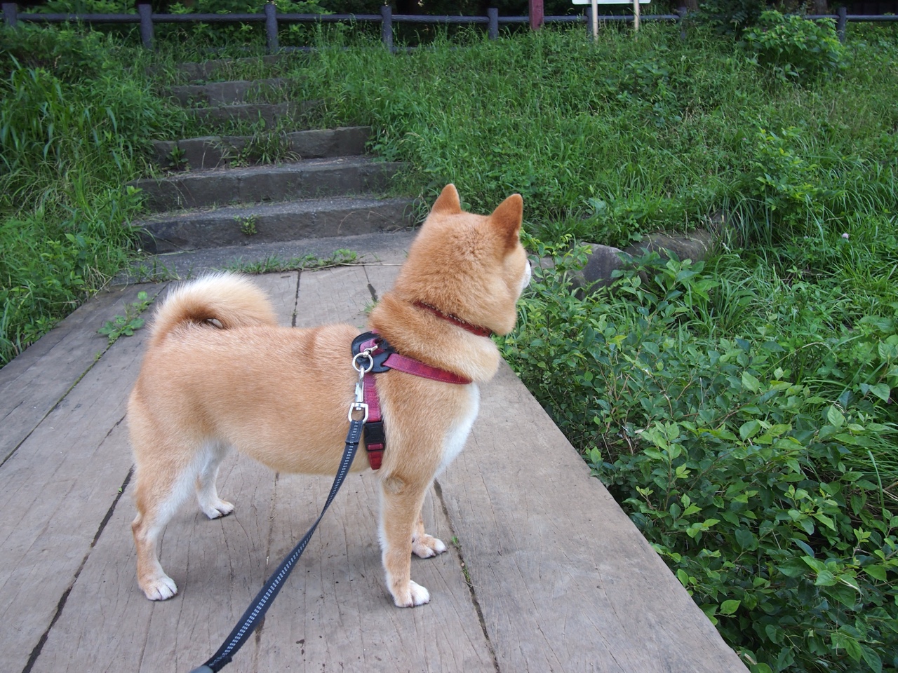 青少年体育锻炼中的激励机制研究，青少年加强体育锻炼的目的