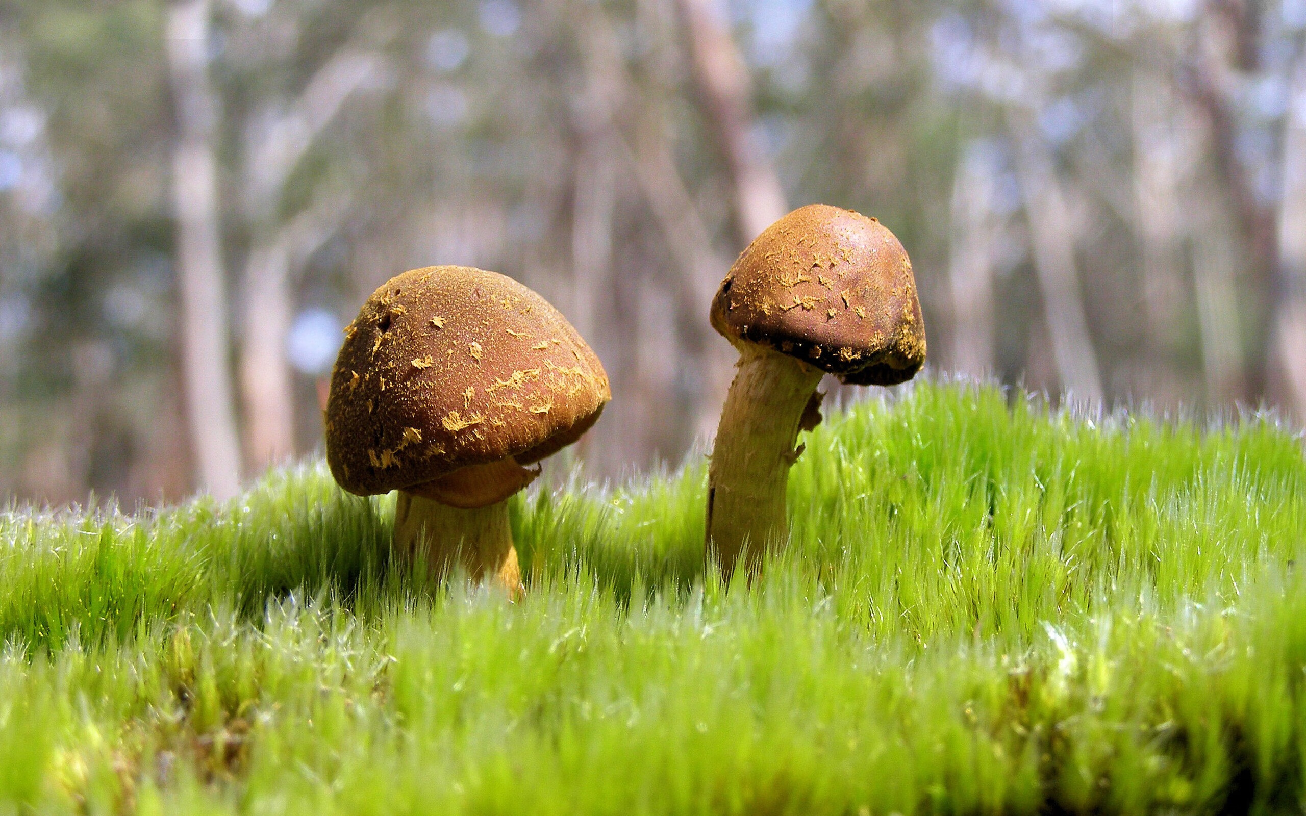 滑雪公开赛青少年组刷新多个最佳成绩，全国青少年夏季滑雪挑战赛直播