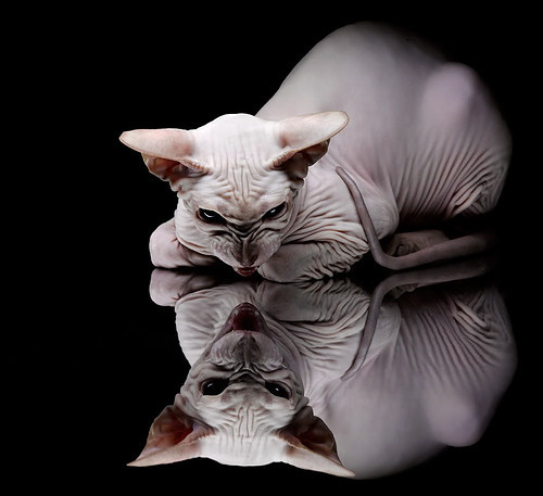 青训政策执行缺乏监督机制，青训政策执行缺乏监督机制的原因