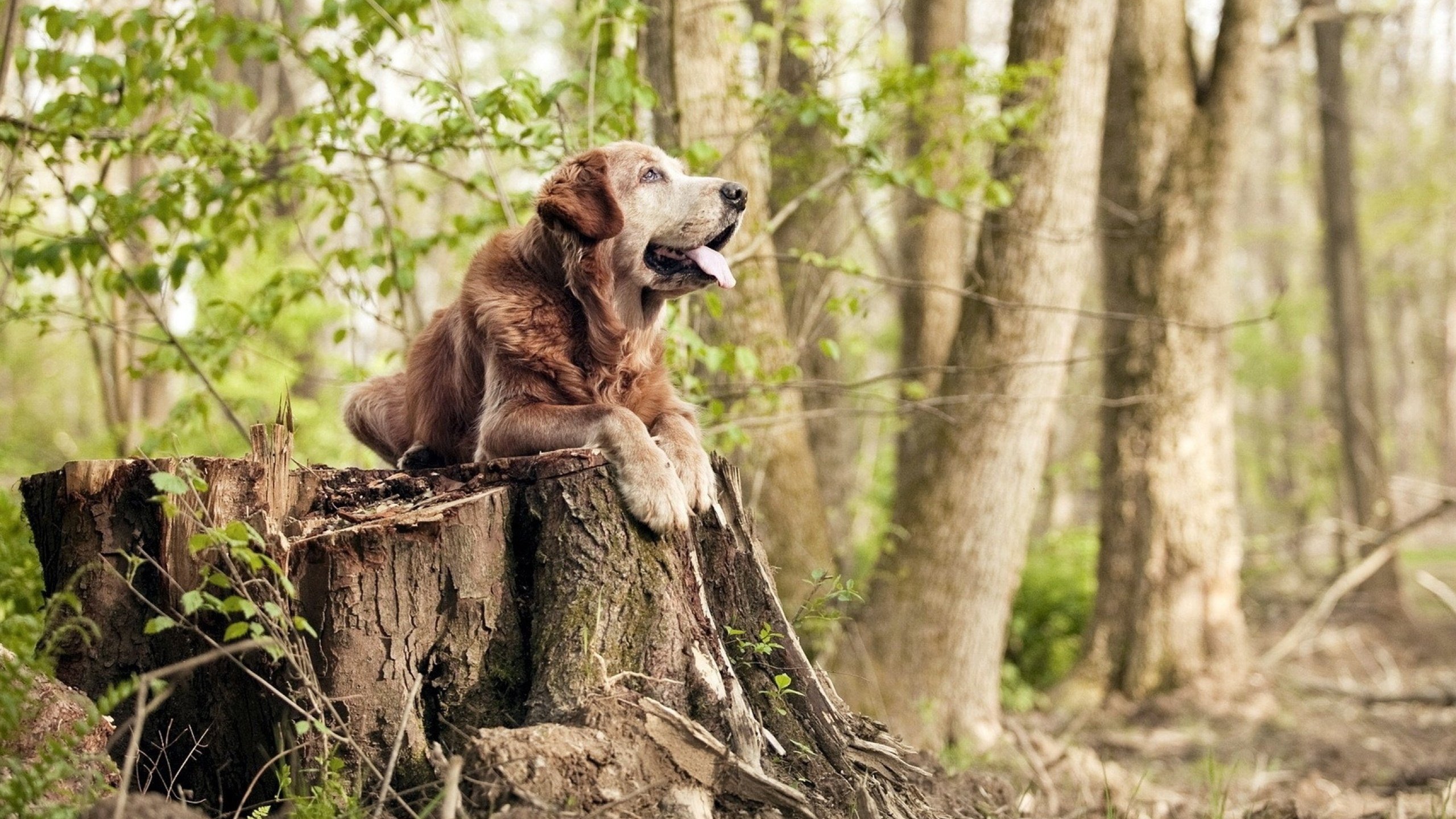 意甲“速度杀手”：瞬间突破，得分惊艳！