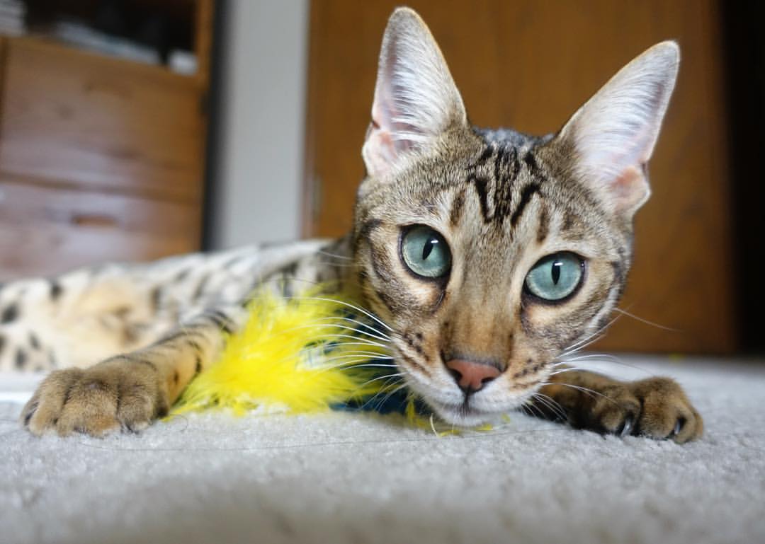 退役运动员组建篮球公益团队助力青少年健康成长,篮球退役人员